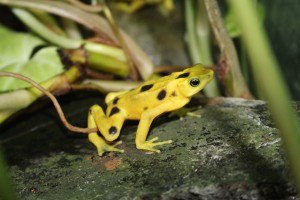 frog - yellow